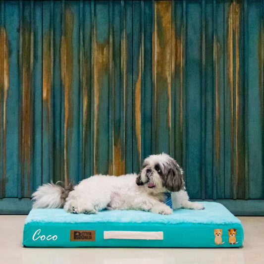 Why Choose PetterWorld’s Human Dog Beds for Ultimate Comfort and Relaxation?