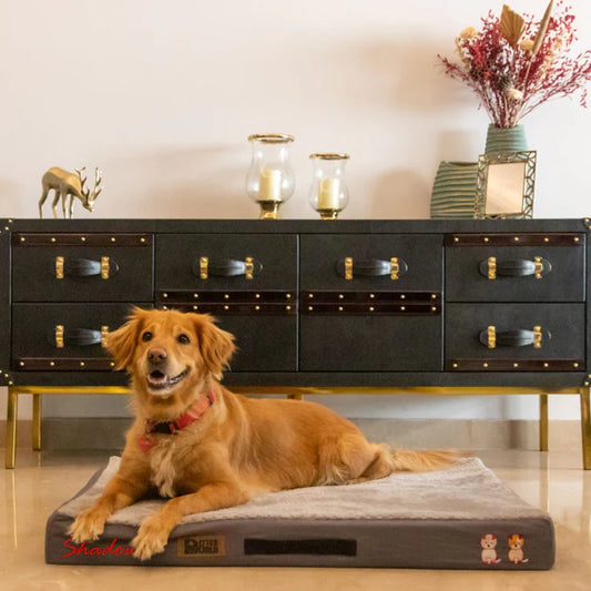 Why Human Dog Beds Are the Ultimate Comfort for Pet Lovers: A Guide by Petter World